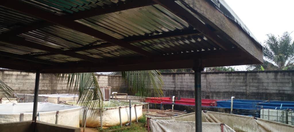 Fish Farmers at Work